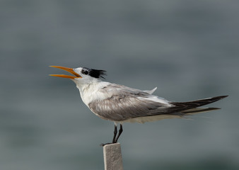 Greater Crested Tern calling, Bahrain