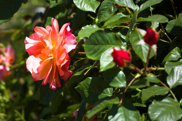 Beautiful roses bush in garden at summer day