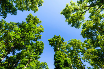 mahogany, beautiful green forest with blue sky