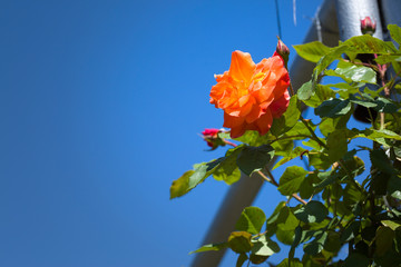 Beautiful roses bush in garden at summer day