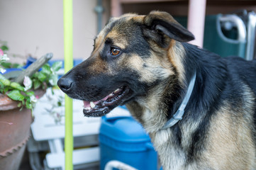 half-breed dog, looks right in front