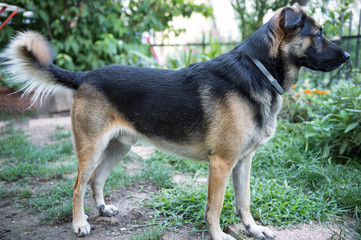 half-breed dog, looks right in front