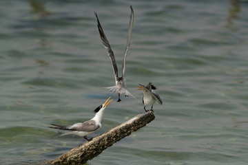Greater Crested Tern fight for wooden log at Busaiteen coast, Bahrain