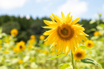 田舎のひまわり畑　千葉県大網白里市　日本
