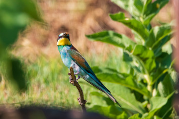 gruccione di vedetta 