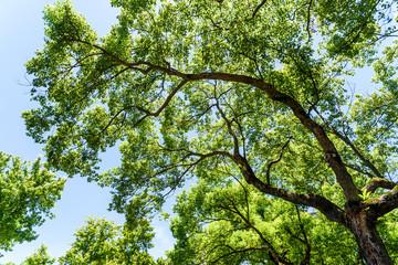low angle view of green trees with the blue sky background