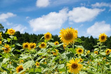 田舎のひまわり畑　千葉県大網白里市　日本