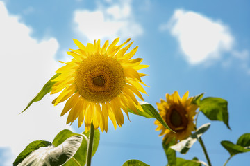 田舎のひまわり畑　千葉県大網白里市　日本