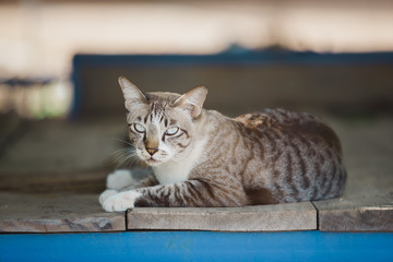 Gray cat lying on a wooden board and looking ahead to camera. White brown cat at wayside with blur background.