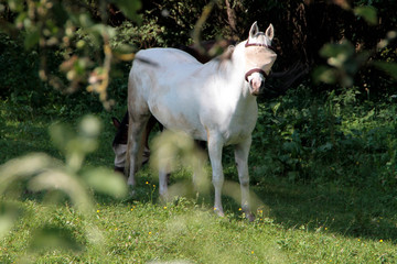 Ein Reitpferd mit Augenschutz gegen Fliegen, Wespen usw., Thueringen, Deutschland, Europa