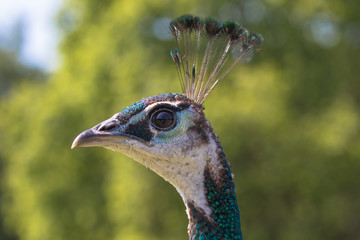 Adult Female Peafowl (latin name Pavo cristatus) aka Peahen in the grass