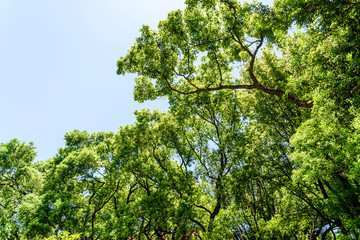 Lush green trees with blue sky as background