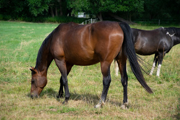 Naklejka na ściany i meble two horses grazing in a field