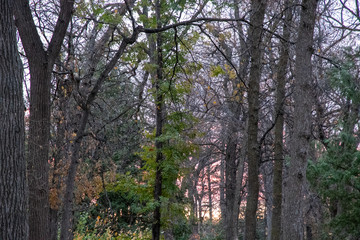 Woodland in Winnipeg, Manitoba, photographed in late fall.