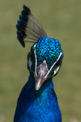 Naklejka premium Adult Male Peacock in the grass