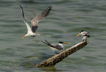 Greater Crested Terns fight for wooden log at Busaiteen coast, Bahrain