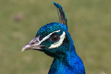 Adult Male Peacock in the grass
