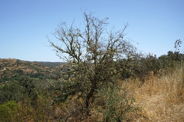 Arid landscape in Portugal's Alantejo photographed in summer