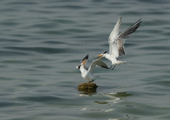 Greater Crested Tern fight for the float at Busaiteen coast, Bahrain