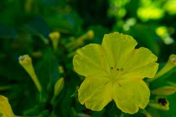 flower macro plant color petal garden