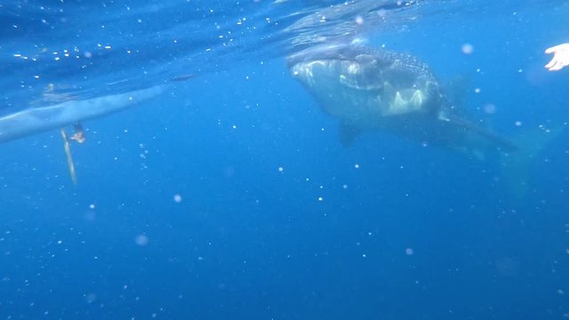Underwater view of whale shark the largest known extant fish species swimming. Closed nice shot head to tail