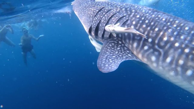 Adventurous underwater shot of big whale shark swimming along with the remora under, tourist excitedly taking picture in front of the huge animal