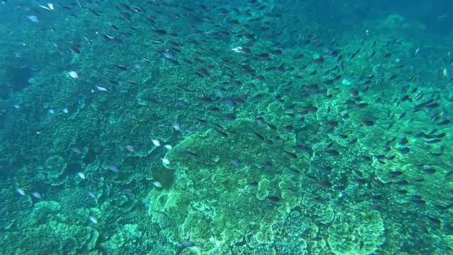 Small fish School underwater above coral reefs