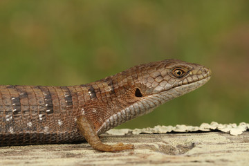 Profile view of the head and body of a Southern Alligator Lizard (Elgaria multicarinata) from Santa Cruz County, California. 