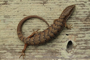 Top-down view of the back of a Southern Alligator Lizard (Elgaria multicarinata) in Santa Cruz,...