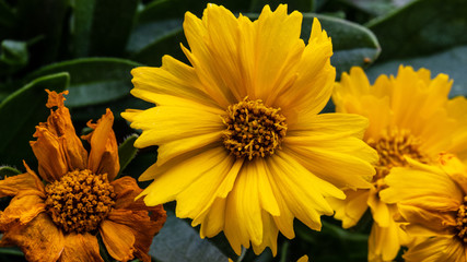 Obraz premium Mädchenauge