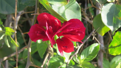 Beautiful close up of tiny red flower