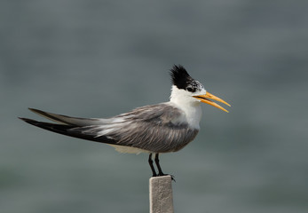 Greater Crested Tern with beautiful crest perched on a wooden log at Busaiteen coast, Bahrain