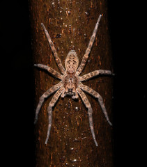 A dark fishing spider (Dolomedes tenebrosus) hangs on to a tree trunk at night.