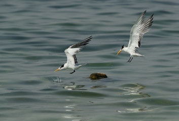 Greater Crested Tern fight for float at Busaiteen coast, Bahrain