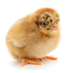 Obraz premium Small brown chicken