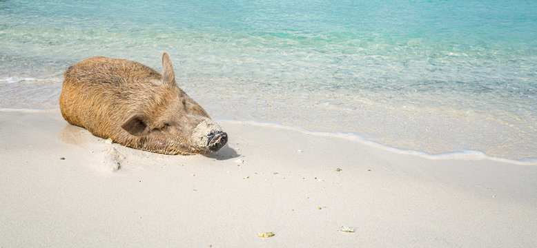 Wild pigs on PortoMari beach Curacao 