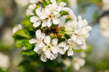Branches of blossoming apricot macro