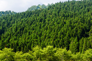 Fototapeta na wymiar Green tree forest background, fir and pine trees in the mountains of Nantou, Taiwan