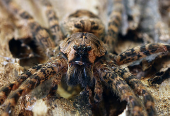 Close-up view of the eyes and mandibles of a Dark Fishing Spider (Dolomedes tenebrosus).
