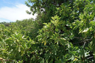 Arid landscape in Portugal's Alantejo photographed in summer