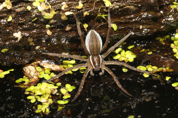 Six-spotted fishing spider (Dolomedes triton) hunting at night. Its back legs rest on a fallen log,...