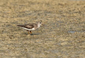 Terek sandpiper at Busaiteen coast of Bahrain