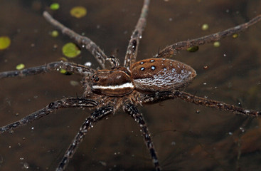 Close-up view of a six-spotted fishing spider (Dolomedes triton) as it sits on the surface of the water looking for prey. 