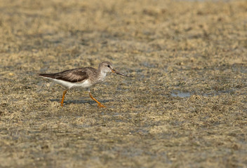 Terek sandpiper at Busaiteen coast of Bahrain