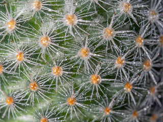 Close up of mammillaria cactus thorns with water droplets