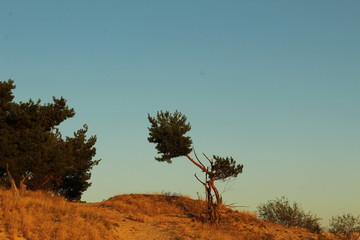 a lone solitary tree grows on the sand against a blue sky savanna landscape for a postcard picture