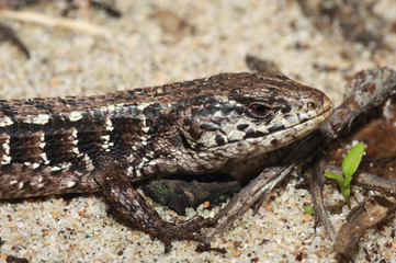 Close-up of the head of a Northern Alligator Lizard (Elgaria coerulea) resting on sand.