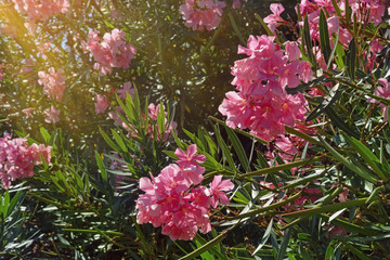 Bright pink flowers of oleander tree ( Nerium oleander ) on sunny summer day
