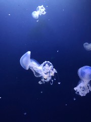 jellyfish in aquarium