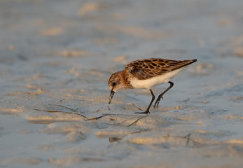 Little Stint feeding druing low tide at Busaiteen coast, Bahrain